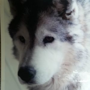 Meet your Posher, Joseph